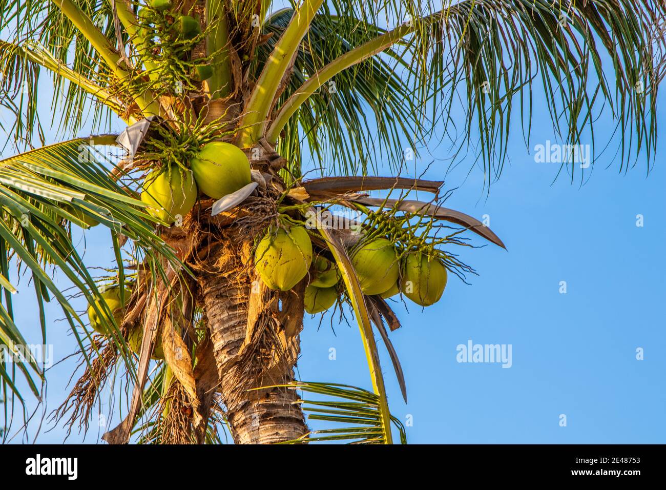 Thai coconut palms with young green coconuts on the beach of the Gulf