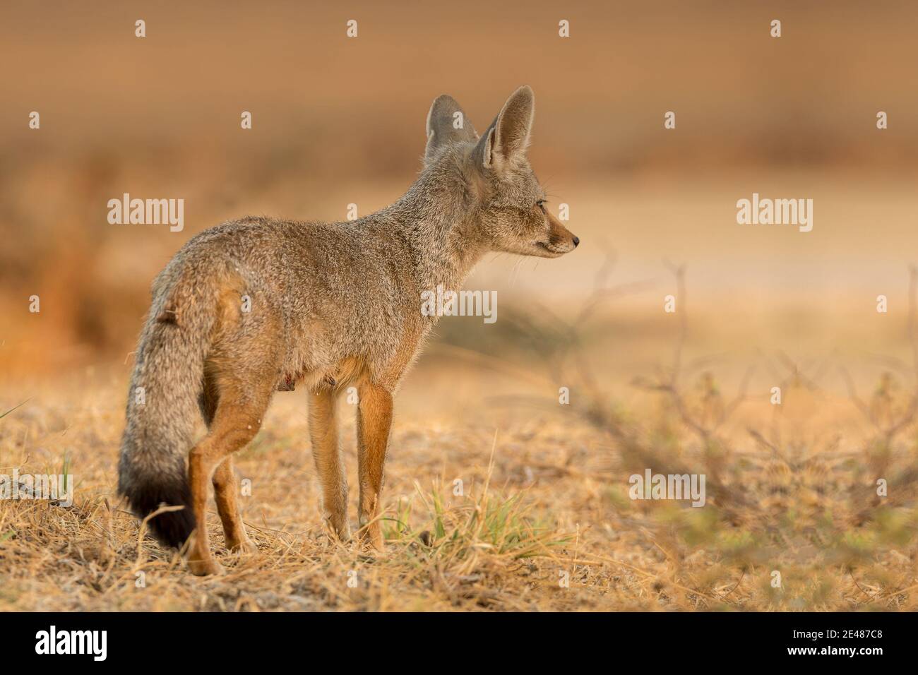 Bengal Fox or Indian Fox in the Wild Stock Photo - Alamy