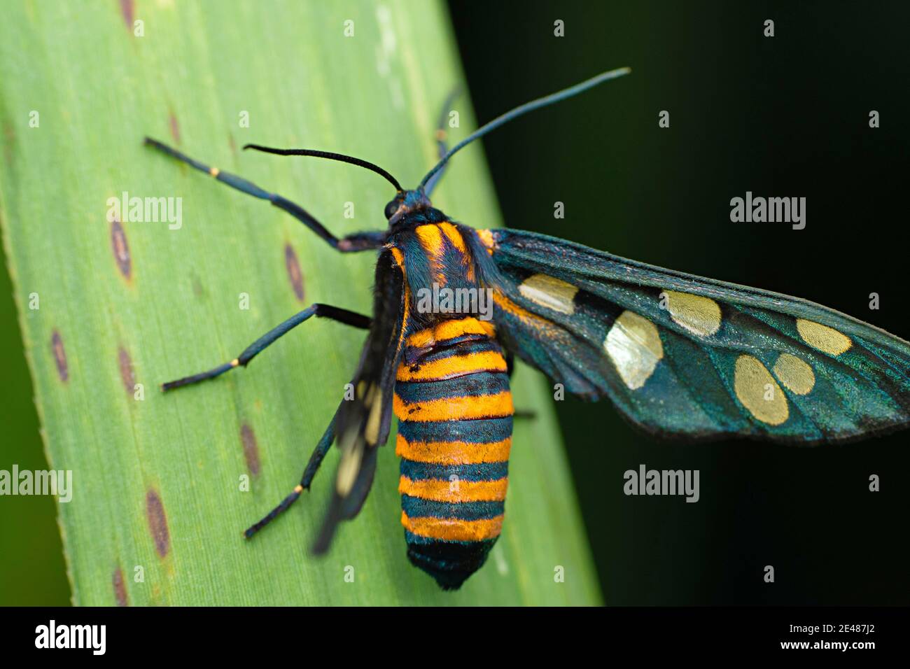 Hubners wasp moth, Amata huebneri, Satara, Maharashtra, India Stock