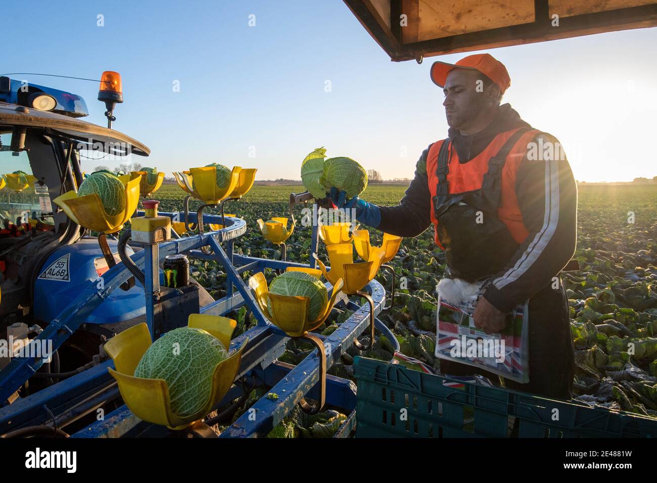 Workers harvest savoy cabbages at TH Clements near Boston in Lincolnshire. Picture date: Friday January 22, 2021. Stock Photo