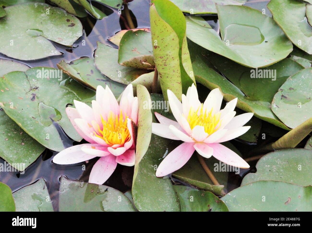 Delicate blooming water lilies by a pond Stock Photo Alamy