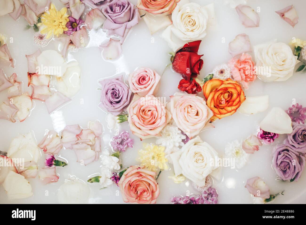 Wellness baths filled with milk. The buds of multi-colored roses float on the surface. Relaxing and anti-aging treatments.. Stock Photo