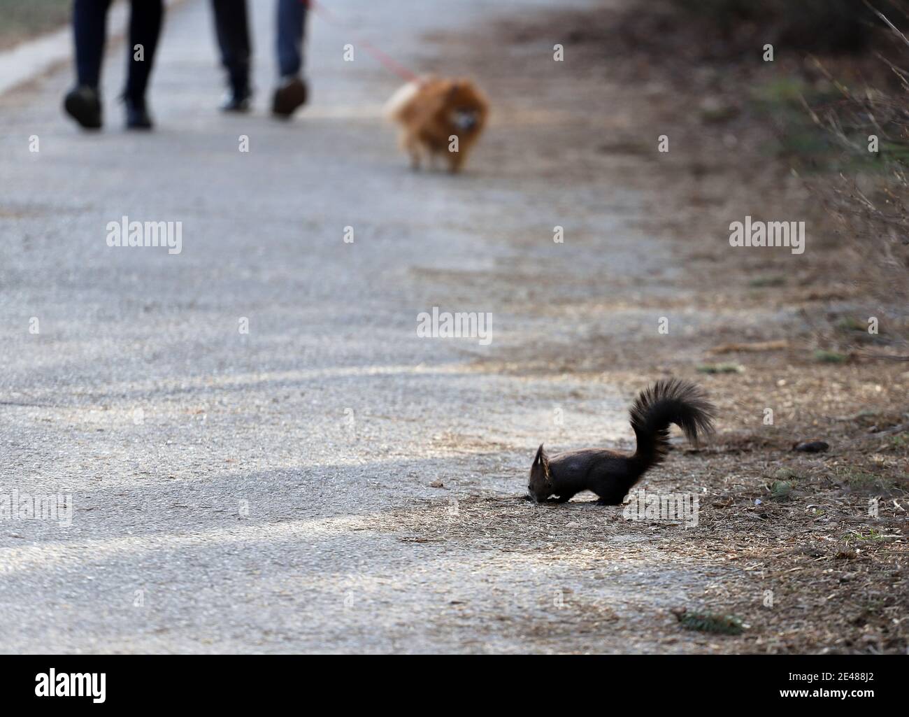 Squirrel in a park and dog Stock Photo