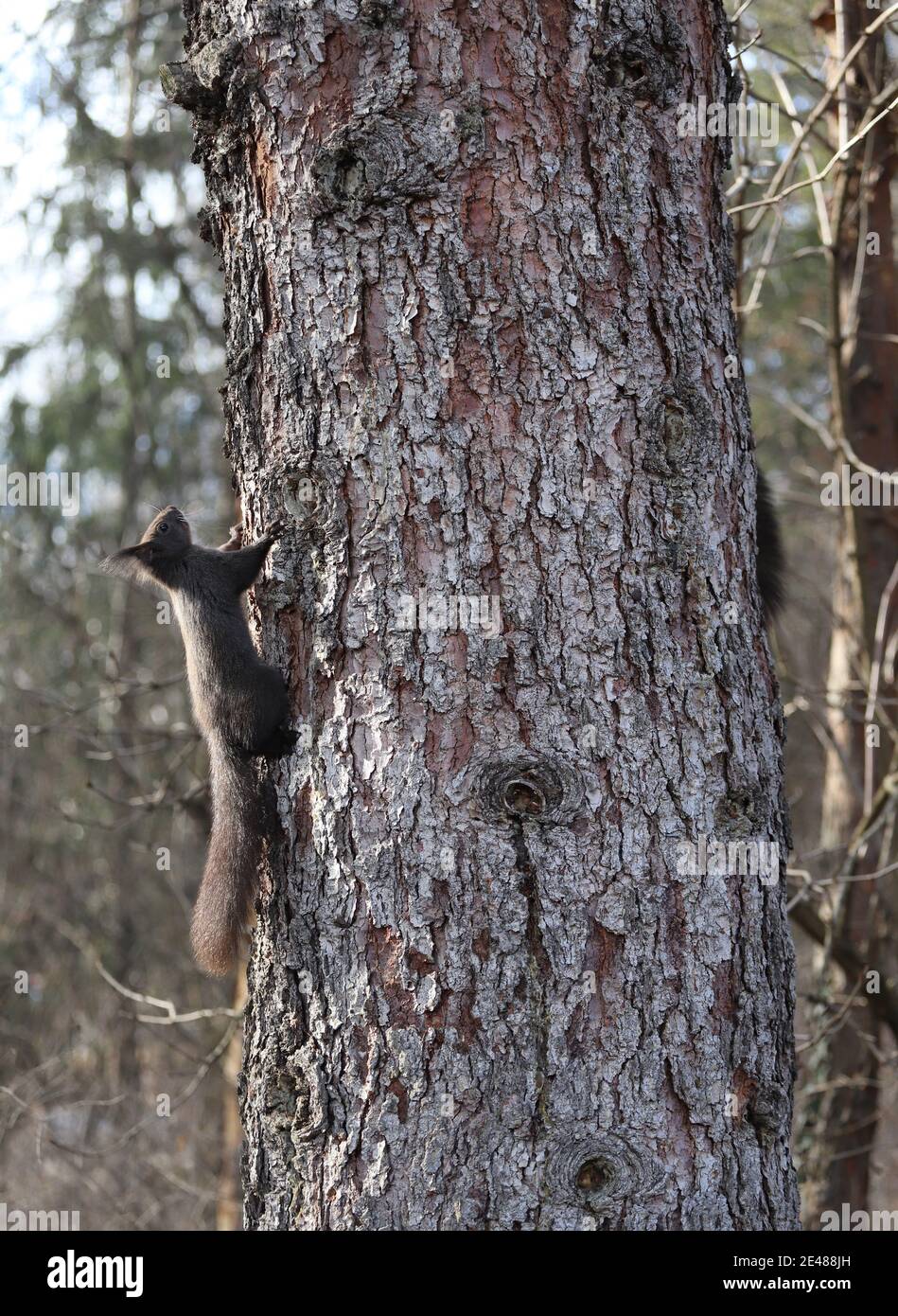Squirrel on a tree with natural background Stock Photo