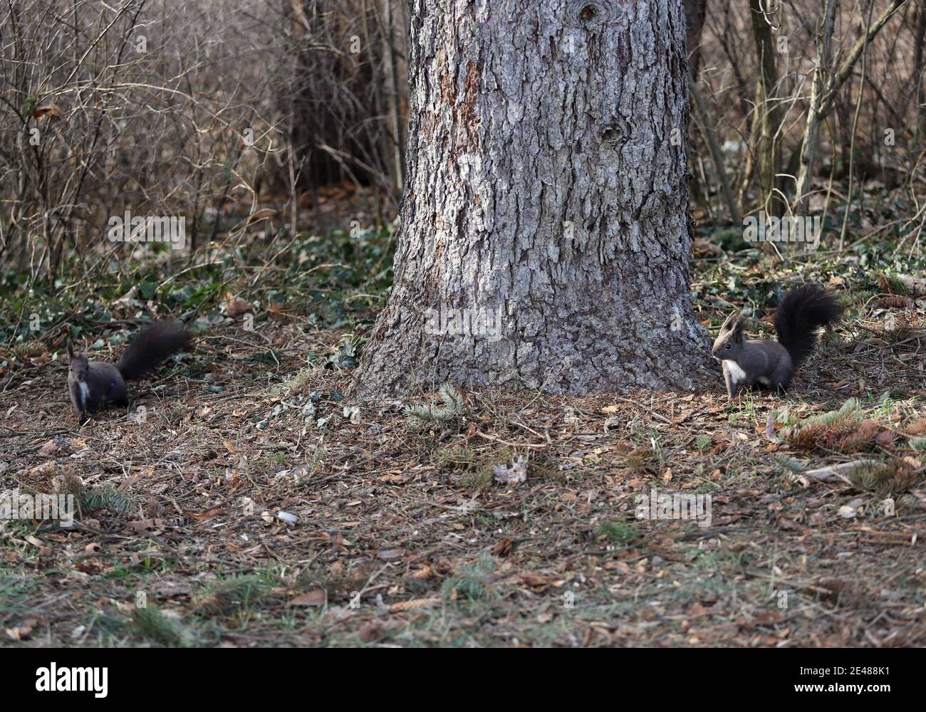 Two squirrels play in the forest in a park Stock Photo