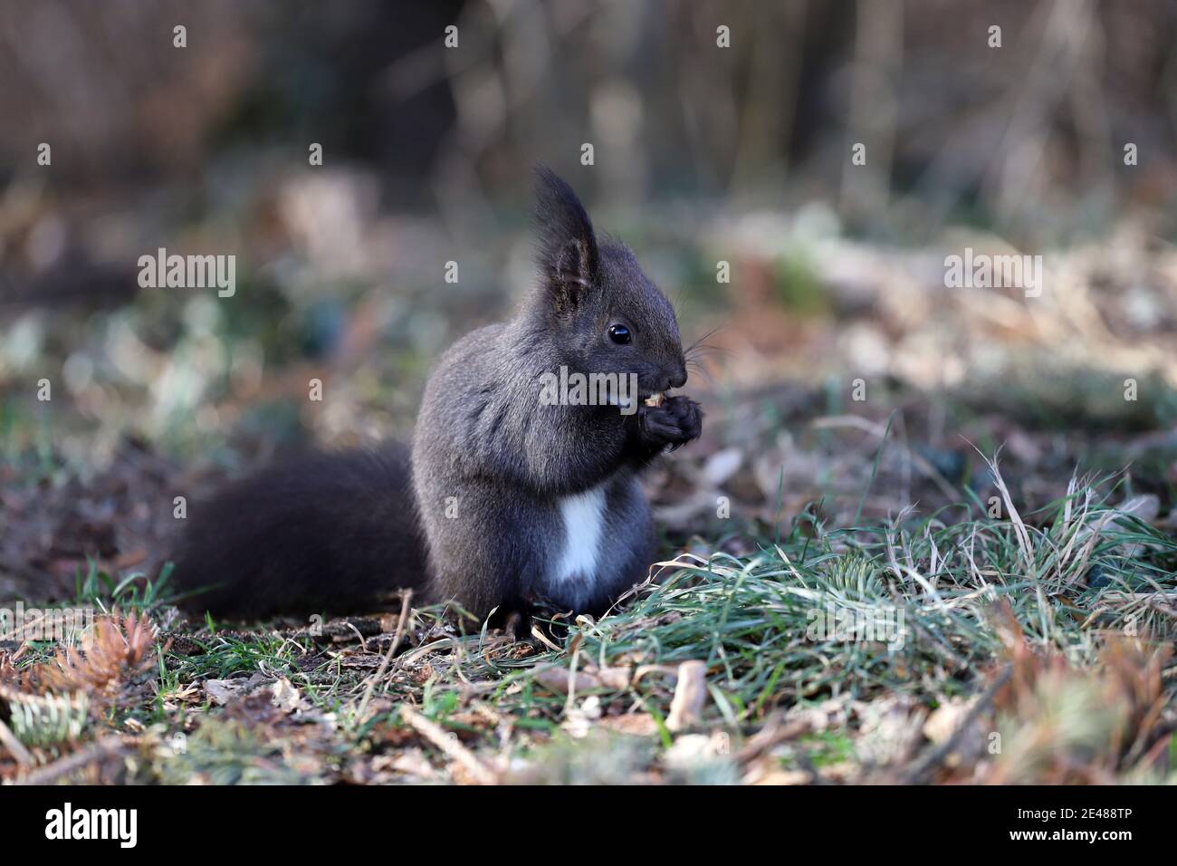 Squirrel eats a nut on a natural background Stock Photo