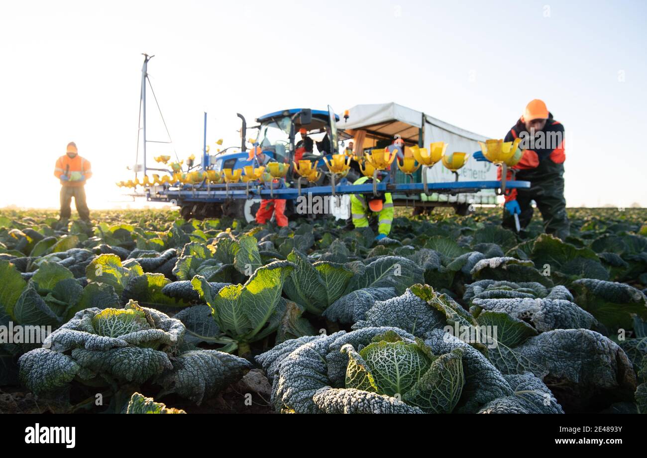 Workers harvest savoy cabbages at TH Clements near Boston in Lincolnshire. Picture date: Friday January 22, 2021. Stock Photo
