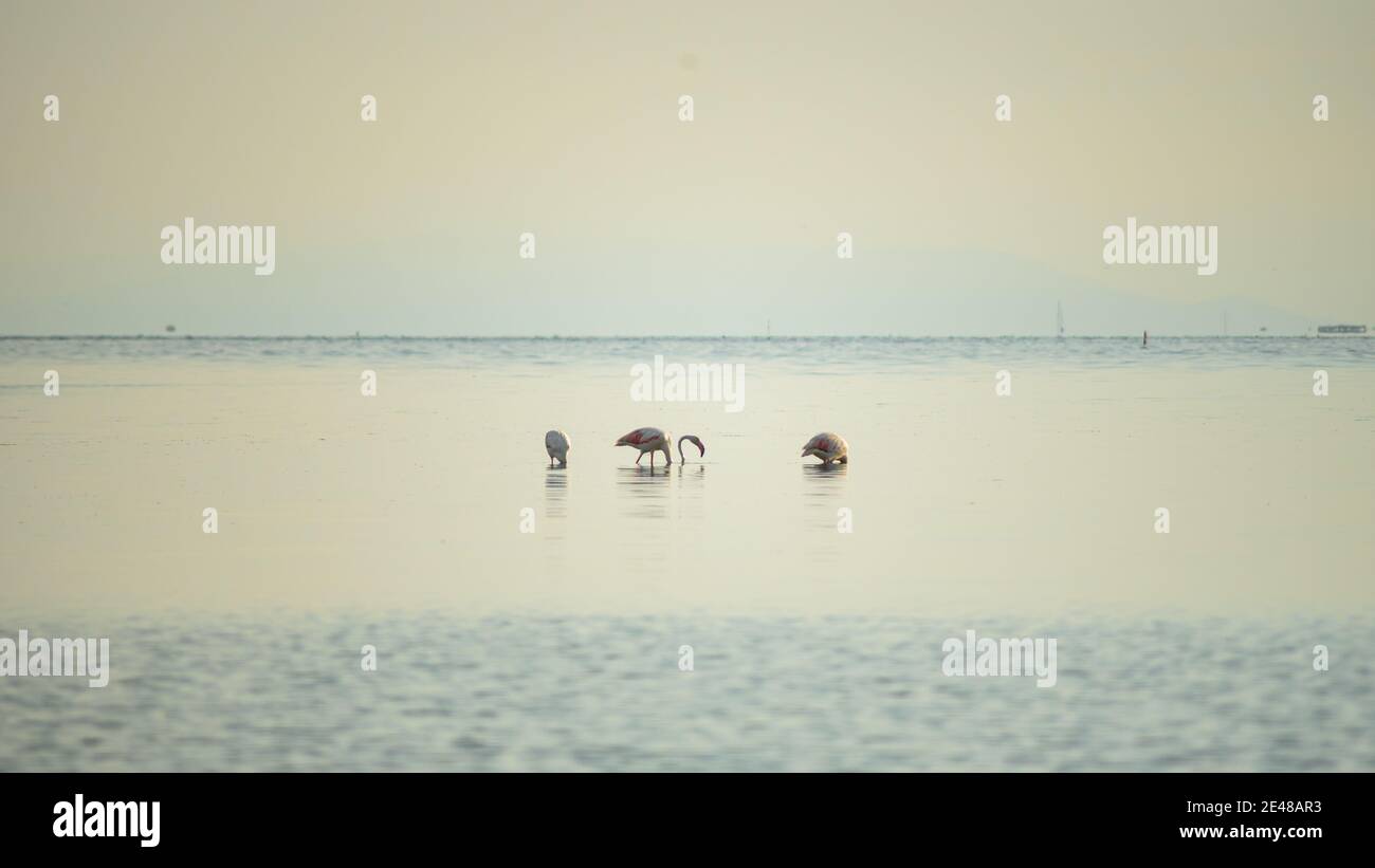 Group of three flamingos inside the sea taking a bath Stock Photo - Alamy