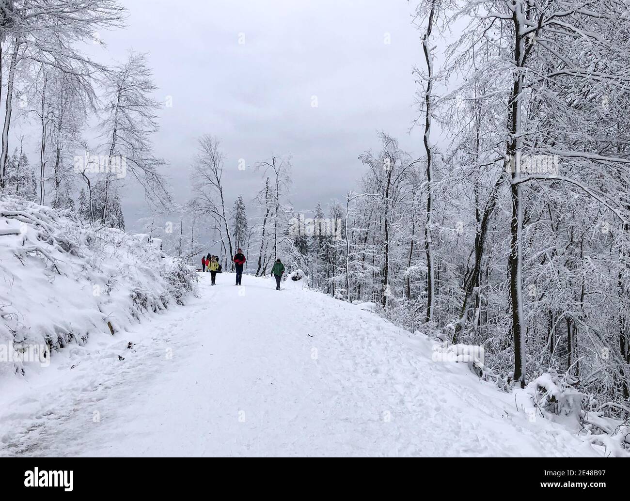 Christmas time. People going in snow forest, nature, snowy trees in Taunus Mountains (Mountain altkonig, Feldberg) by Konigstein, Kronberg. Nearby Fra Stock Photo