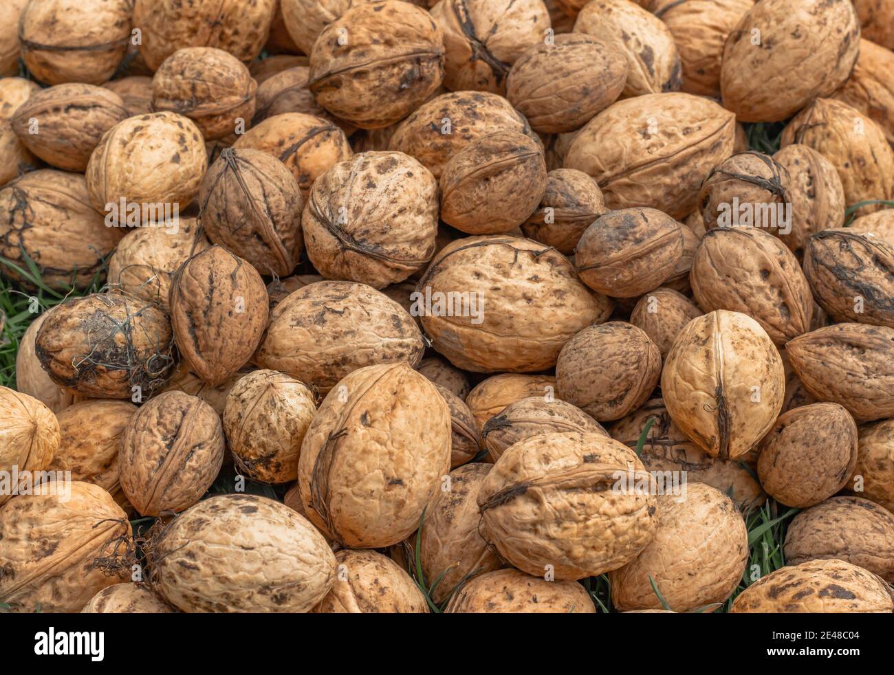 Whole walnuts top view. Fresh raw walnuts full of healthy fats, fiber