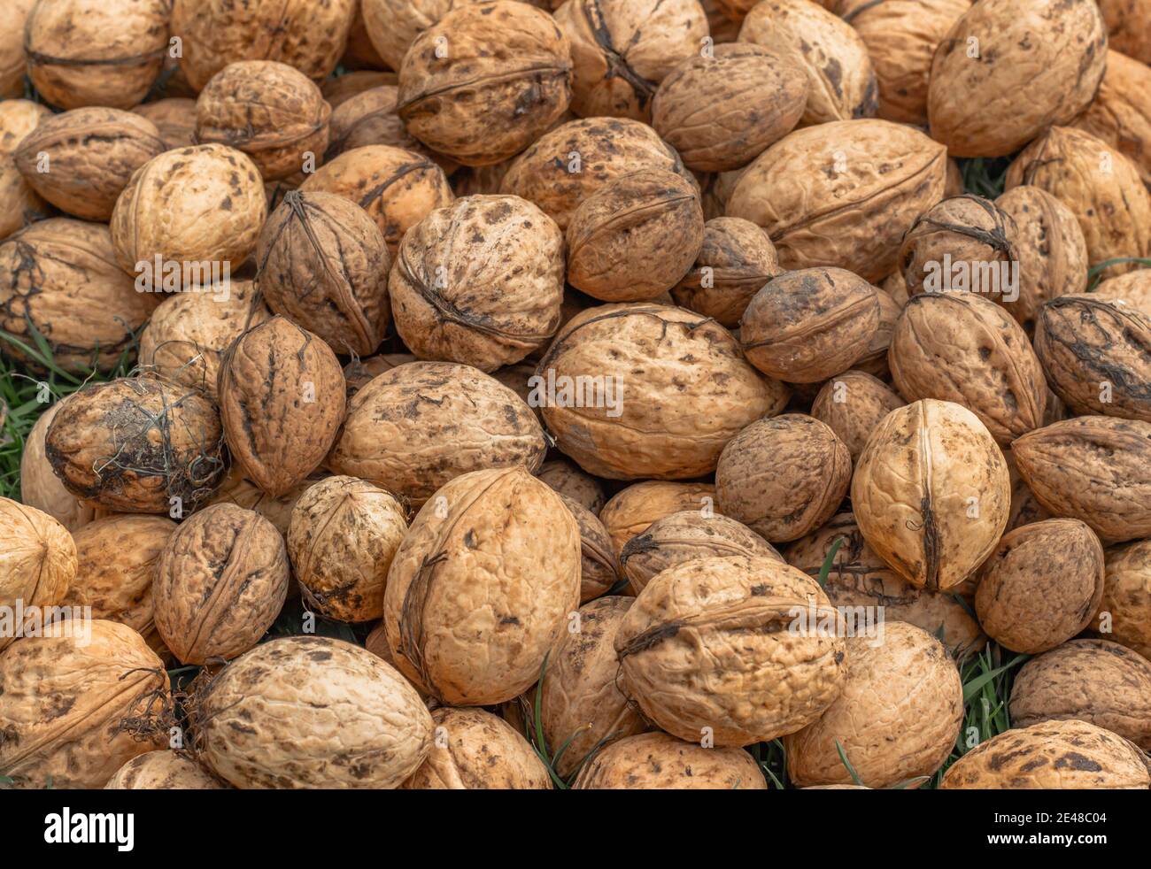 Whole walnuts top view. Fresh raw walnuts full of healthy fats, fiber, vitamins and minerals.Eating walnuts to better brain function.Food background. Stock Photo