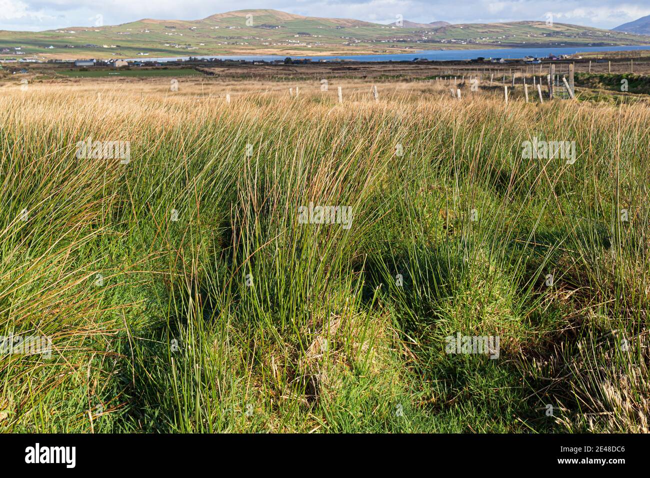 Rushes in farm field, Portmagee, County Kerry, Ireland Stock Photo