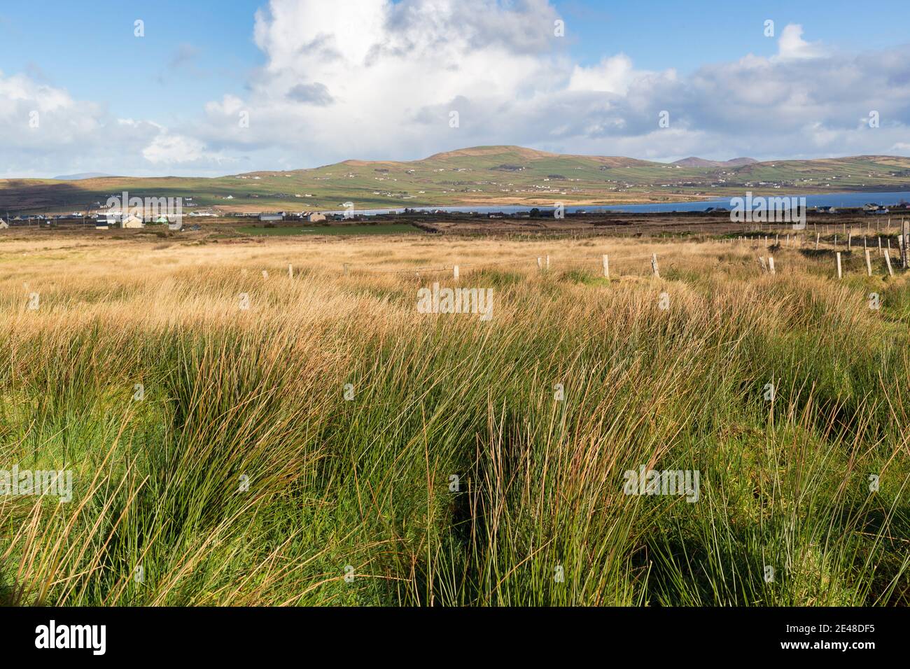 Rushes in farm field, Portmagee, County Kerry, Ireland Stock Photo