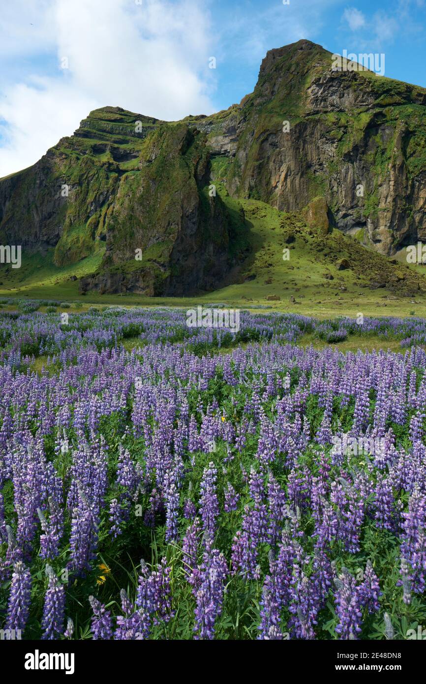 Alaskan Lupine flowers and Hjörleifshöfði mountain in the Mýrdalssandur outwash plain landscape east of Vík í Mýrdal in Iceland - summer landscape Stock Photo
