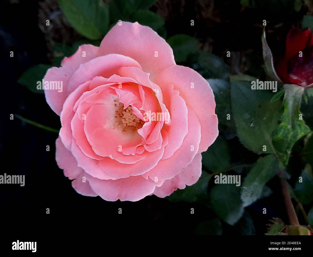 macro closeup from a pink single rose blossom Stock Photo - Alamy