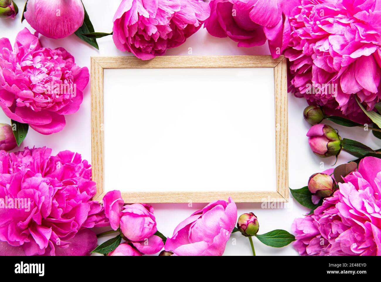 Wooden frame surrounded by beautiful pink peonies on a white background ...