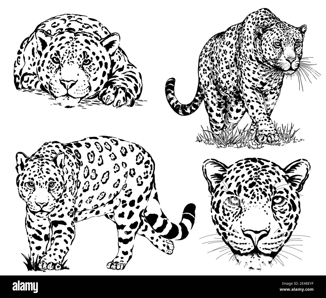 Set Of Hand Drawn Sketch Style Leopards Isolated On White Background