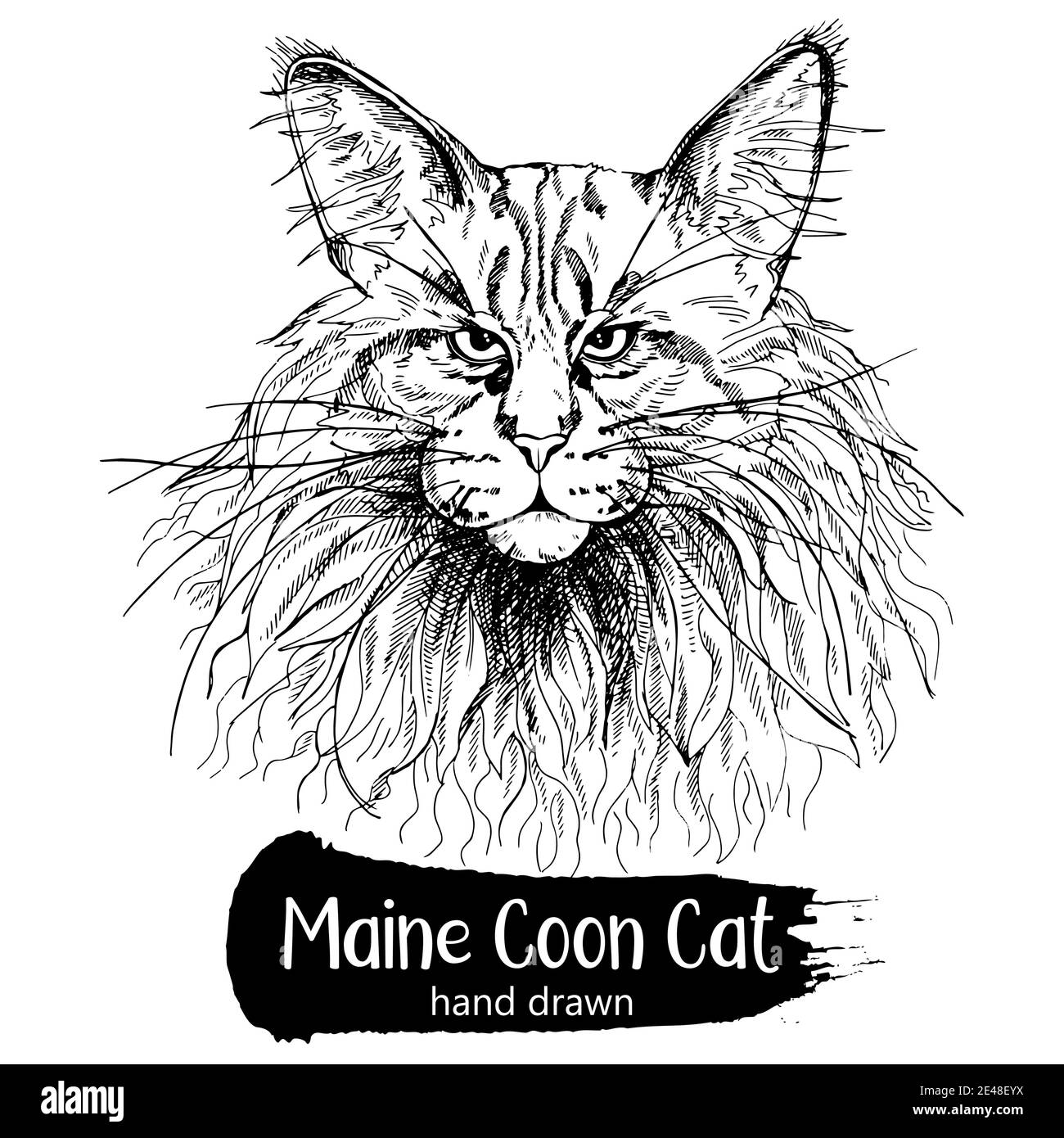 How to draw the Maine Coon cat  Sketchok easy drawing guides