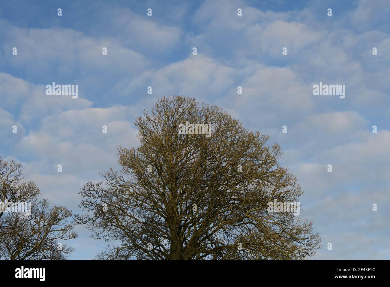 Tree line with Mackerel sky Stock Photo