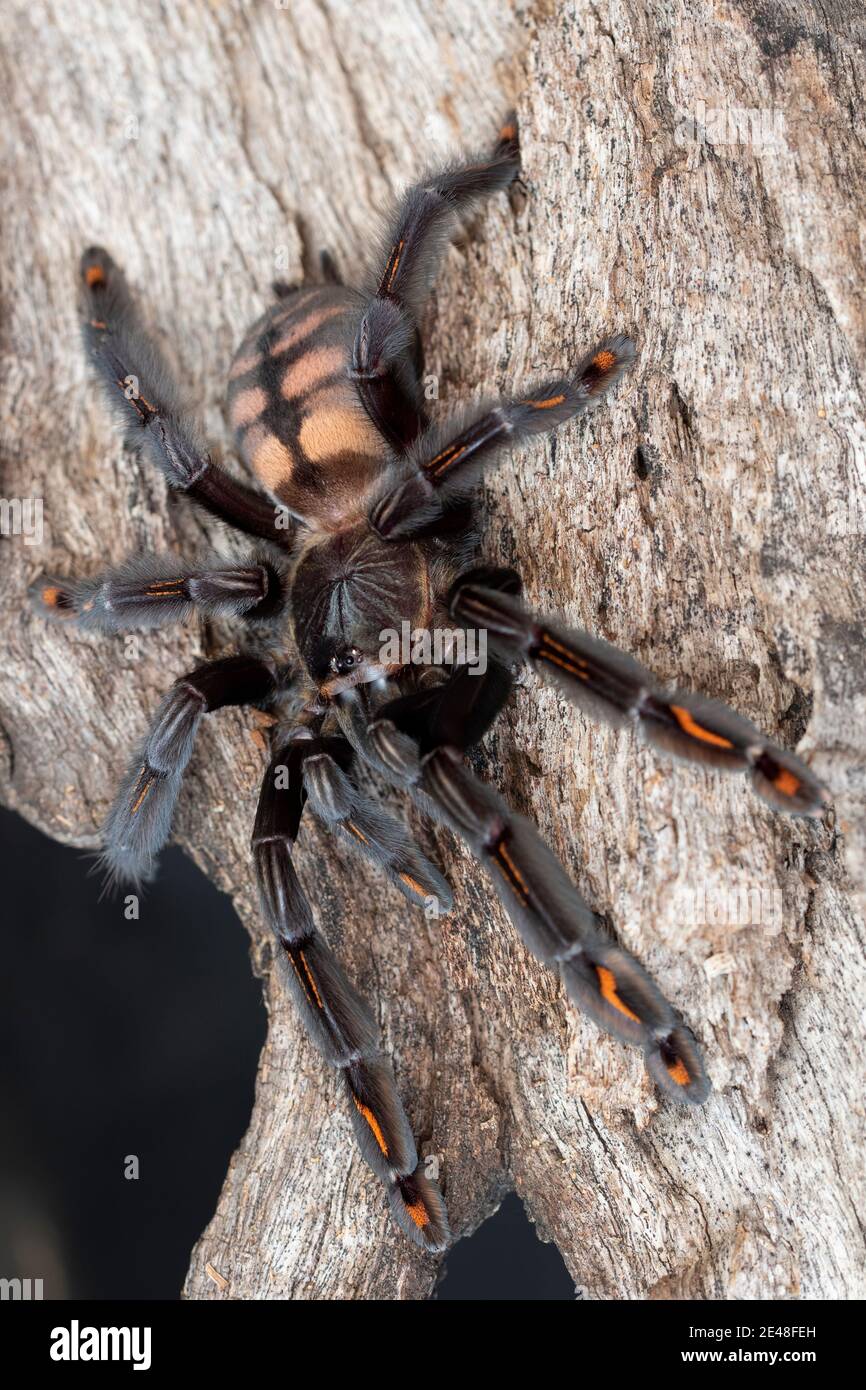 Arboreal Tarantula List