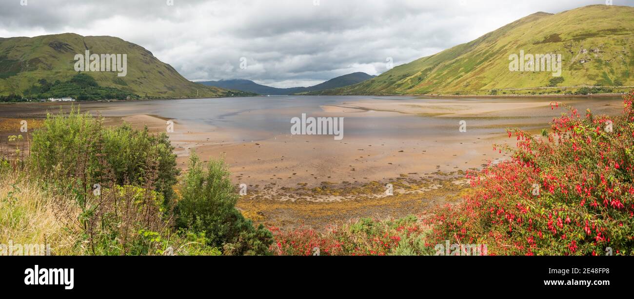Looking west along the fjord of Killary Harbou with naturalised fuchsia bush flowering in foreround from Leenane, Connemara, County Galway, Ireland Stock Photo