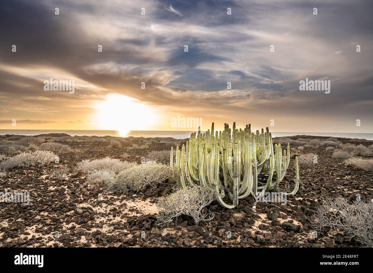 A winter sunset over the Atlantic Ocean from Malpais de la Rasca, Tenerife, Canary Islands,  with iconic cardón (Euphorbia canariensis) native plant Stock Photo