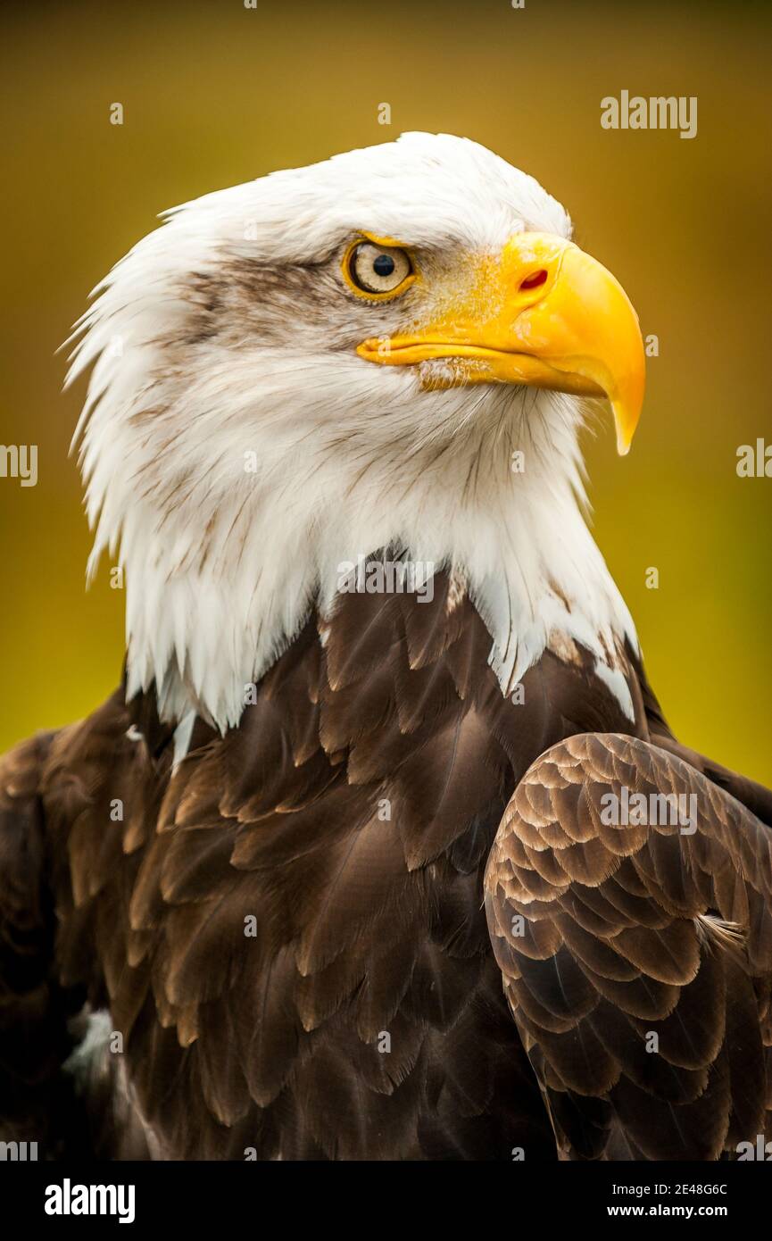 The Bald Eagle (Haliaeetus leucocephalus) is a bird of prey found in North America. A sea eagle, it has two known sub-species and forms a species pair Stock Photo