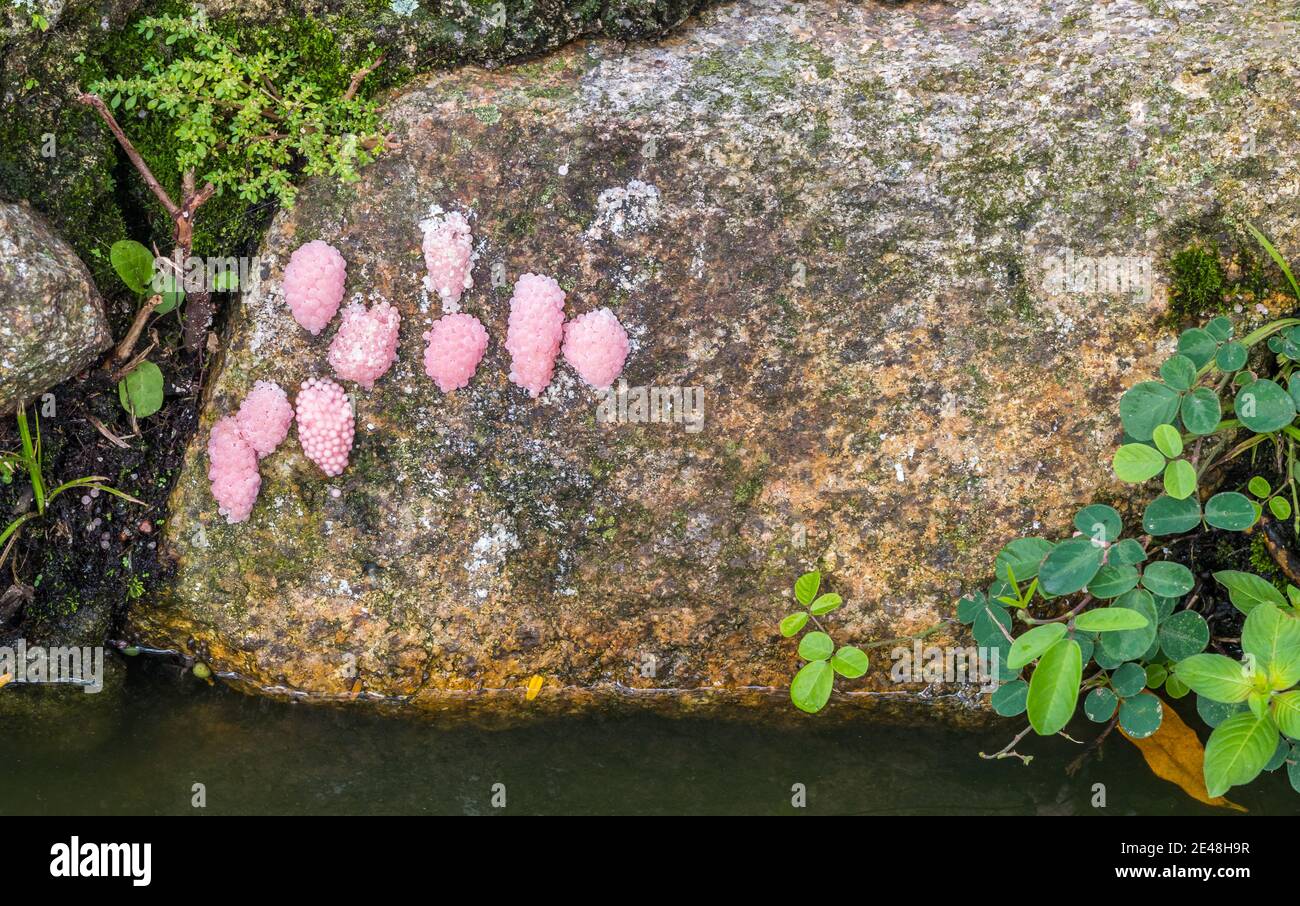 Lakeside rock with pink amphibian eggs Stock Photo - Alamy