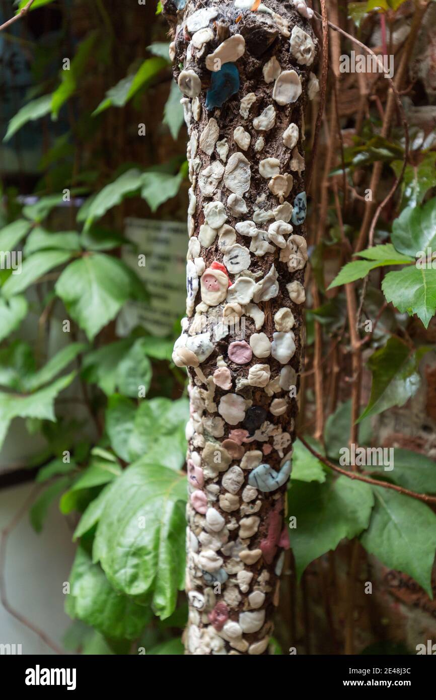 Chewing gum tree of love in the House of Juliet in Verona. Italy Stock