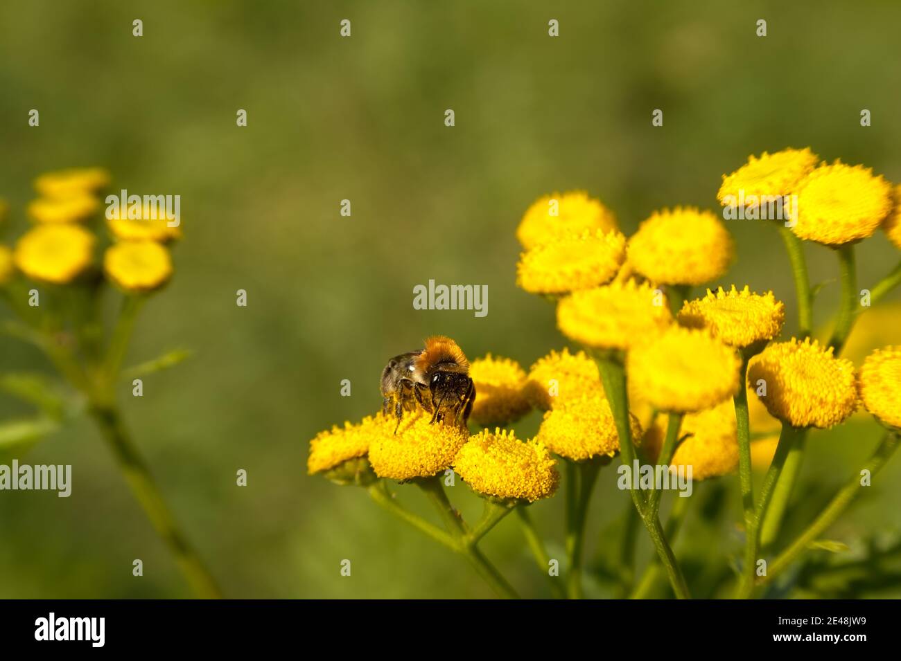 Bumble bee on a bright yellow tansy flower - Bombus / Tanacetum vulgare Stock Photo