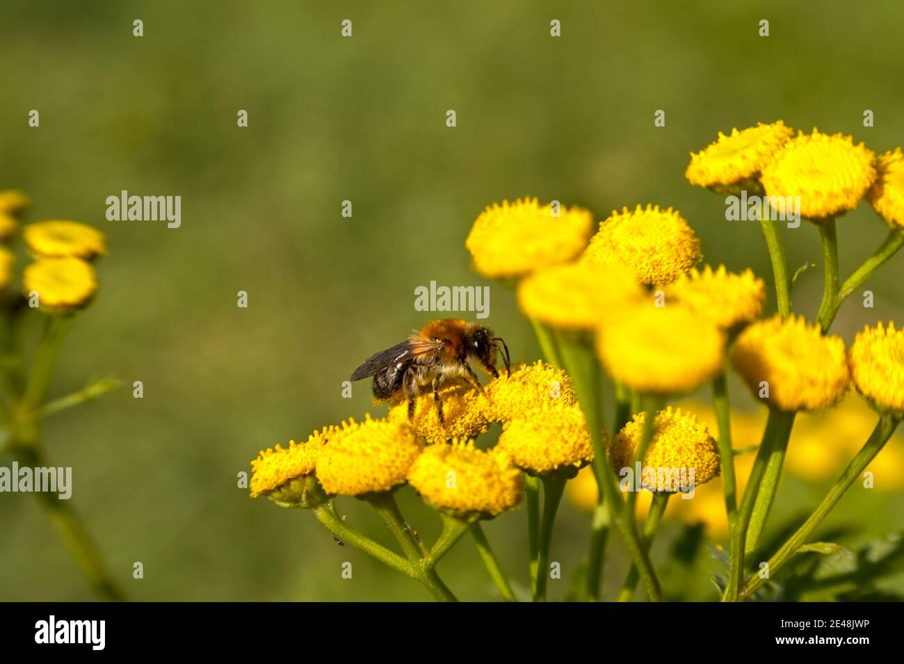 Bumble bee on a bright yellow tansy flower - Bombus / Tanacetum vulgare Stock Photo