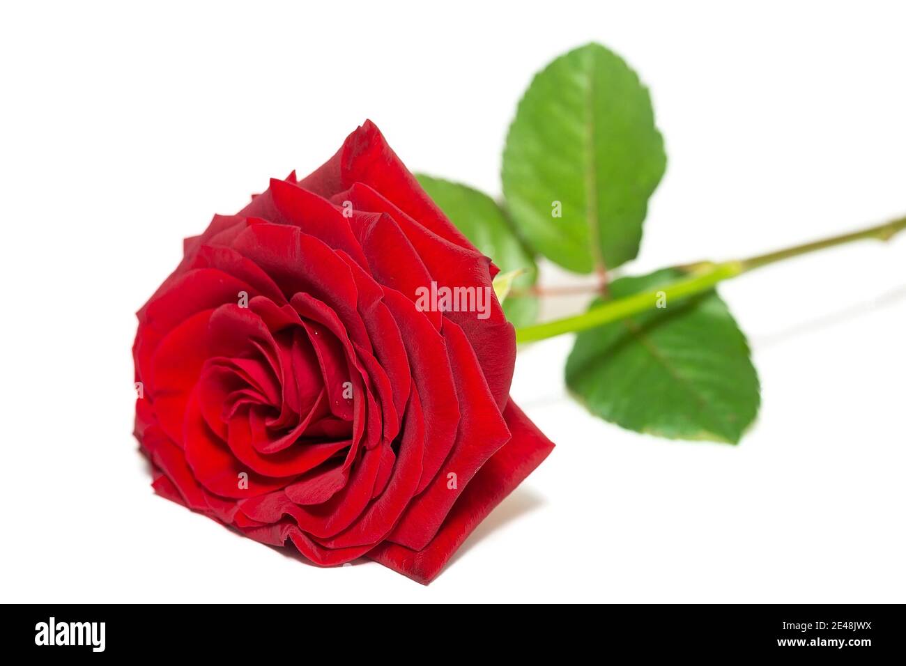 Single beautiful red rose isolated on white background Stock Photo - Alamy