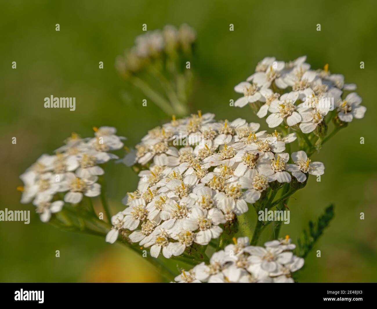 Screen of white common yarrow flowers - Achillea millefolium Stock Photo