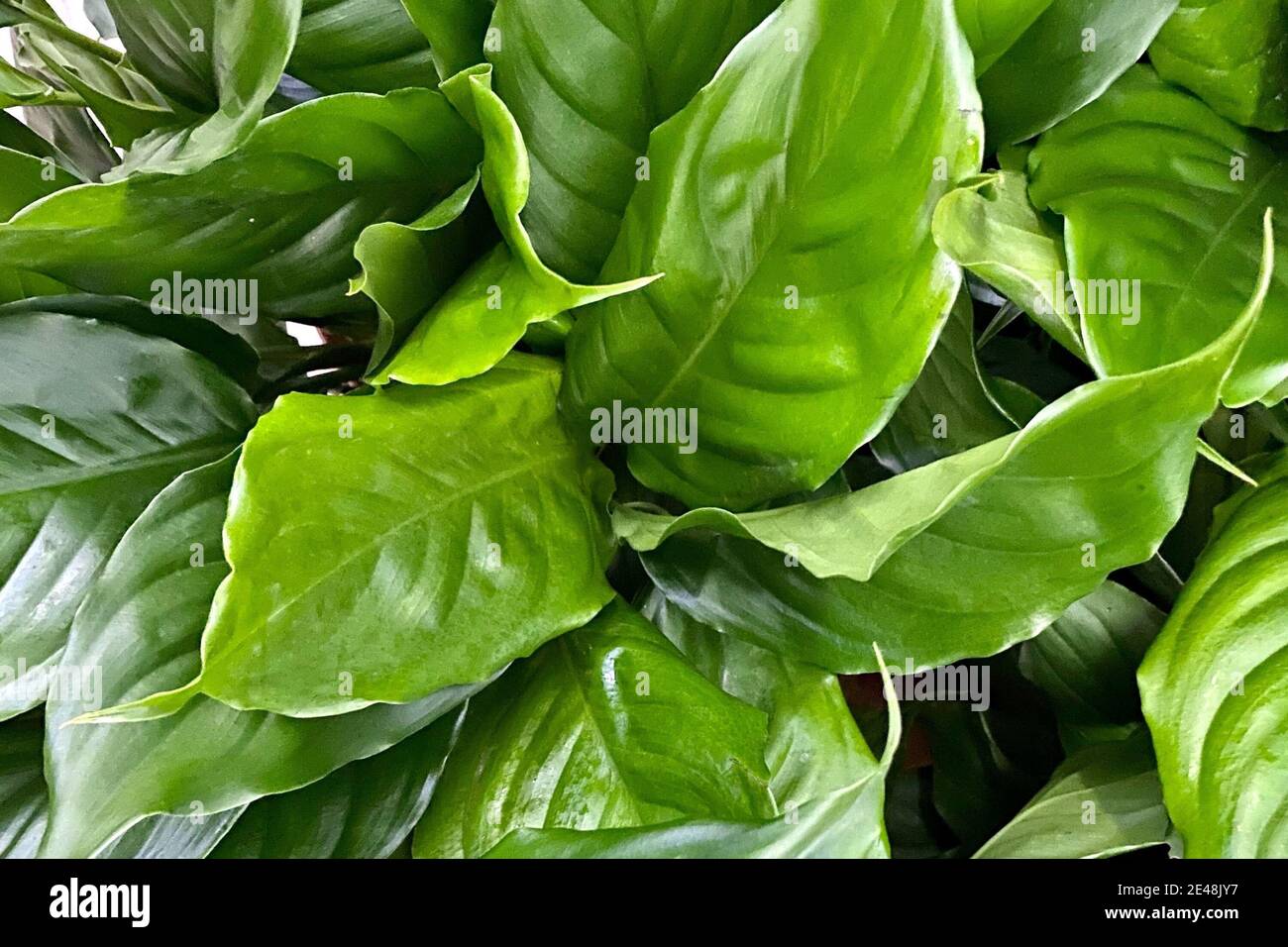 Closeup shot of fresh green Chinese Evergreen plant leaves Stock Photo
