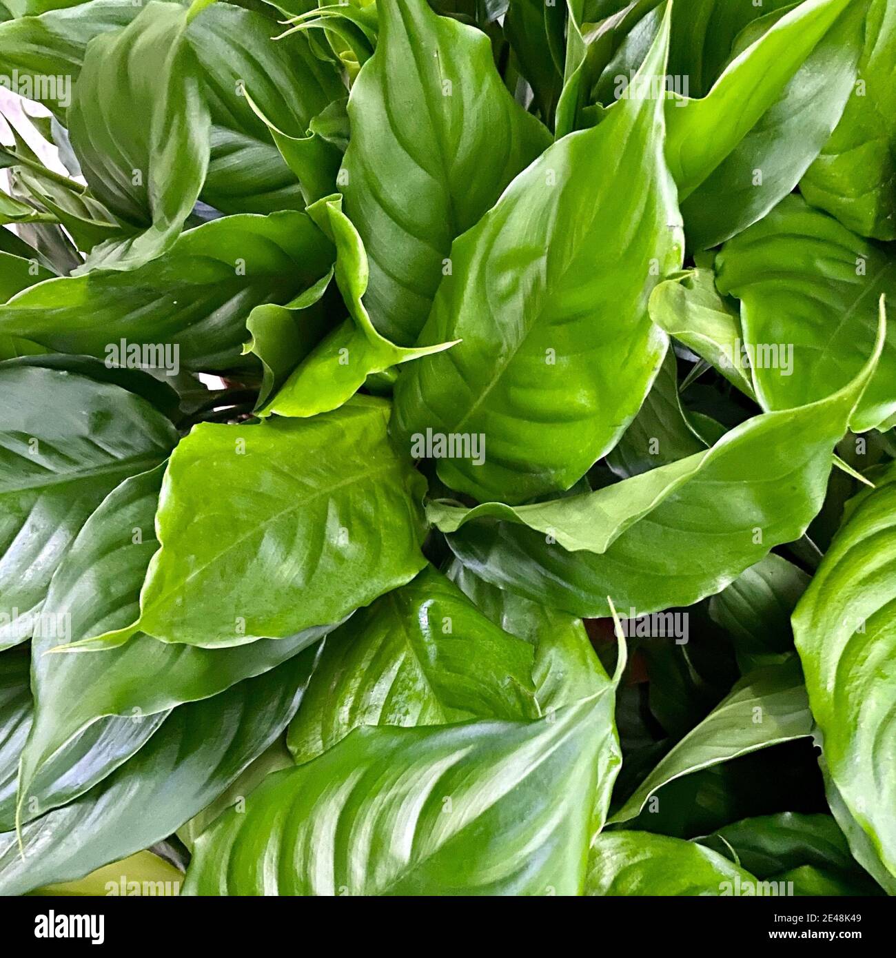 Closeup shot of fresh green Aglaonema modestum plant leaves Stock Photo