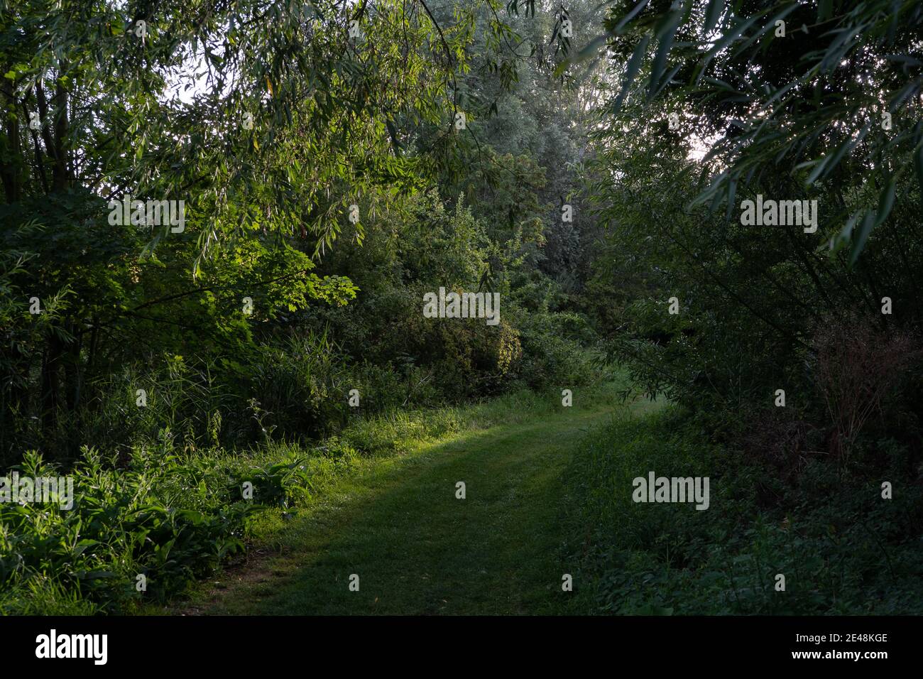 Grassy path between row of trees and shrubs lit by summer dusk sunlight with magical atmosphere Stock Photo