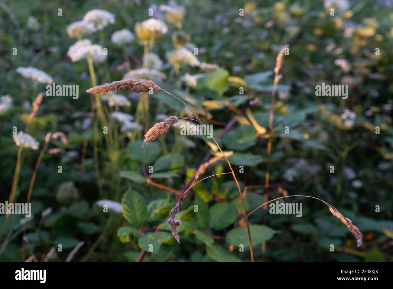 Closeup of Orchard Grass Dactylus Glomerata in meadow with magical light and pastel colours amongst brambles other foliage Stock Photo
