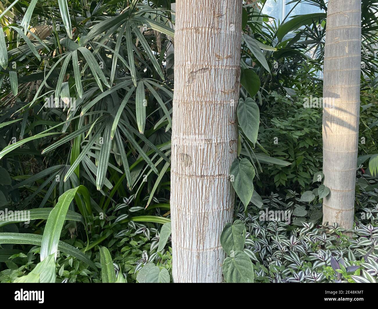 Foxtail palm trees hires stock photography and images Alamy