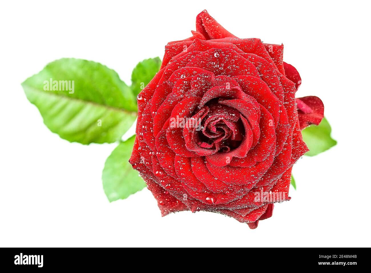 Single beautiful red rose isolated on white background Stock Photo - Alamy
