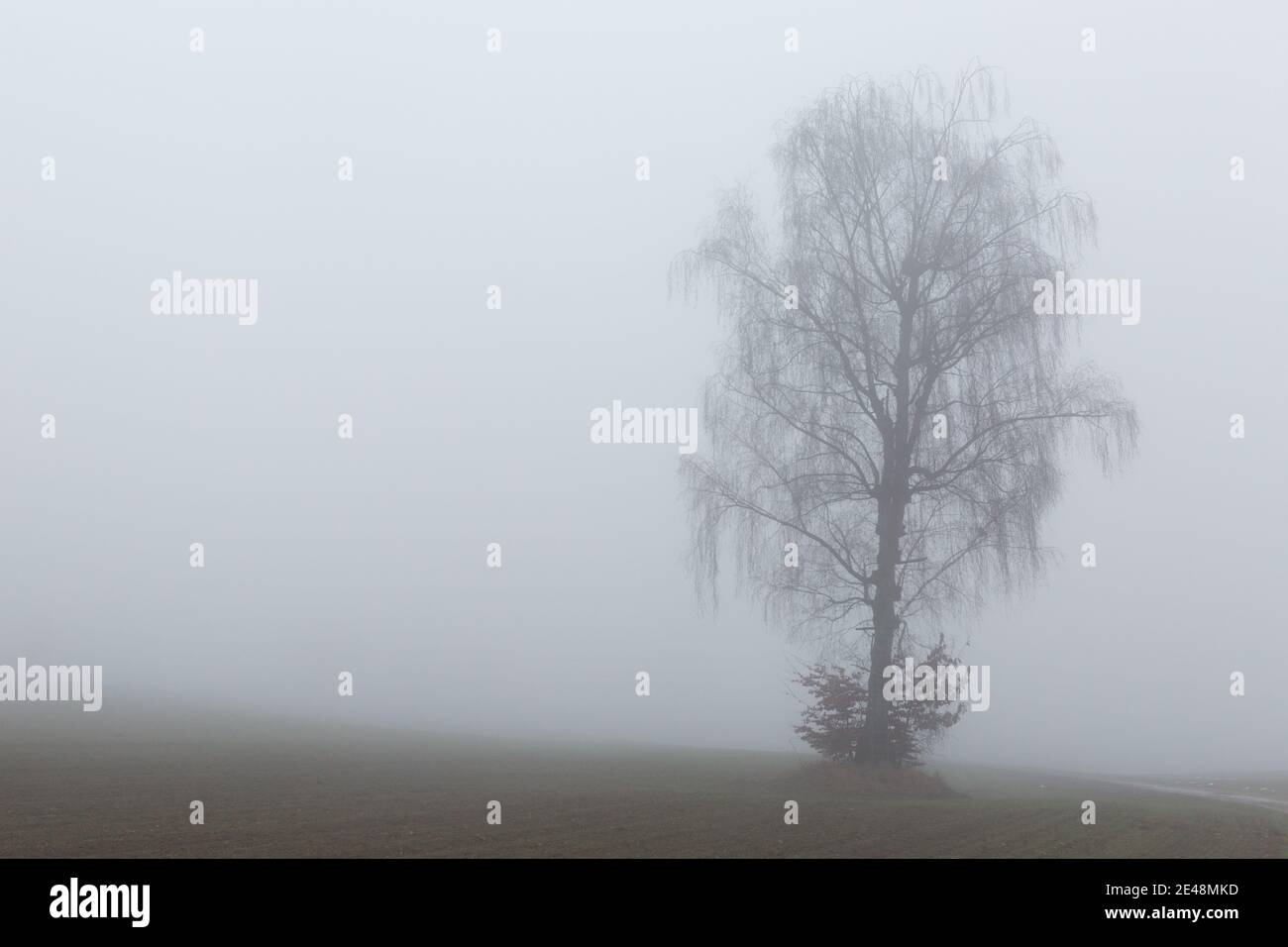 silhouette of one tree in the fog Stock Photo - Alamy