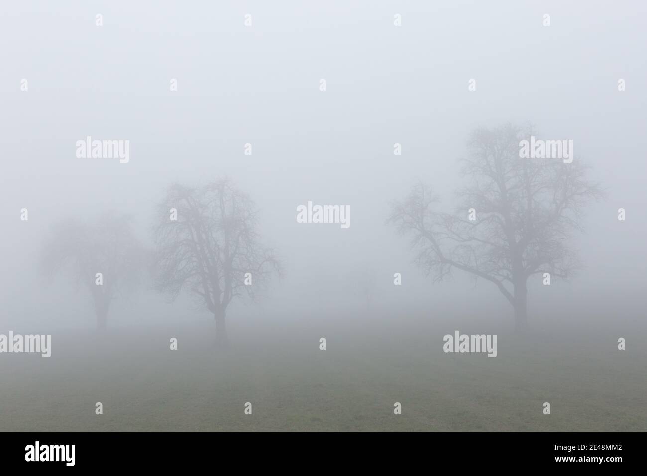 Three trees in mist hi-res stock photography and images - Alamy