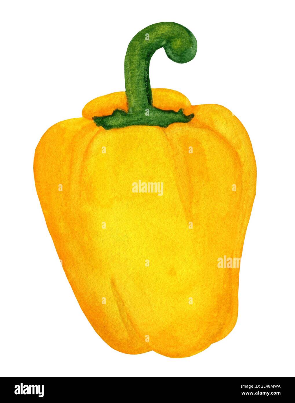 Whole yellow watercolor bell pepper with stem Stock Photo