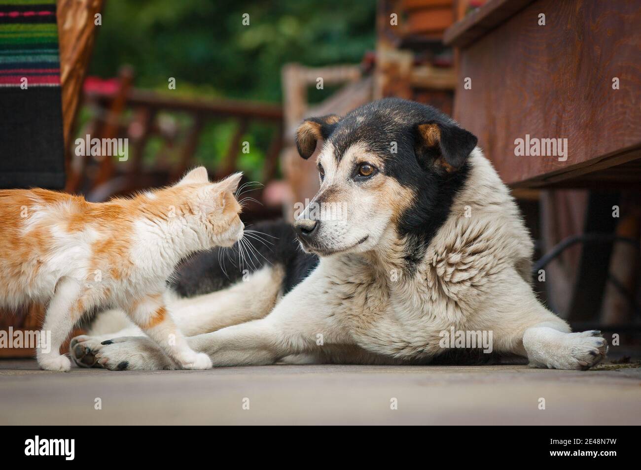 Funny friendship cat and dog. Postcard with pets Stock Photo