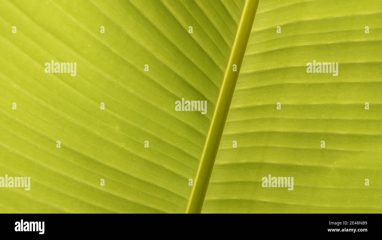 Bananas in Taiwan have bright green leaves. Suitable for use as background, material, texture, etc. Stock Photo