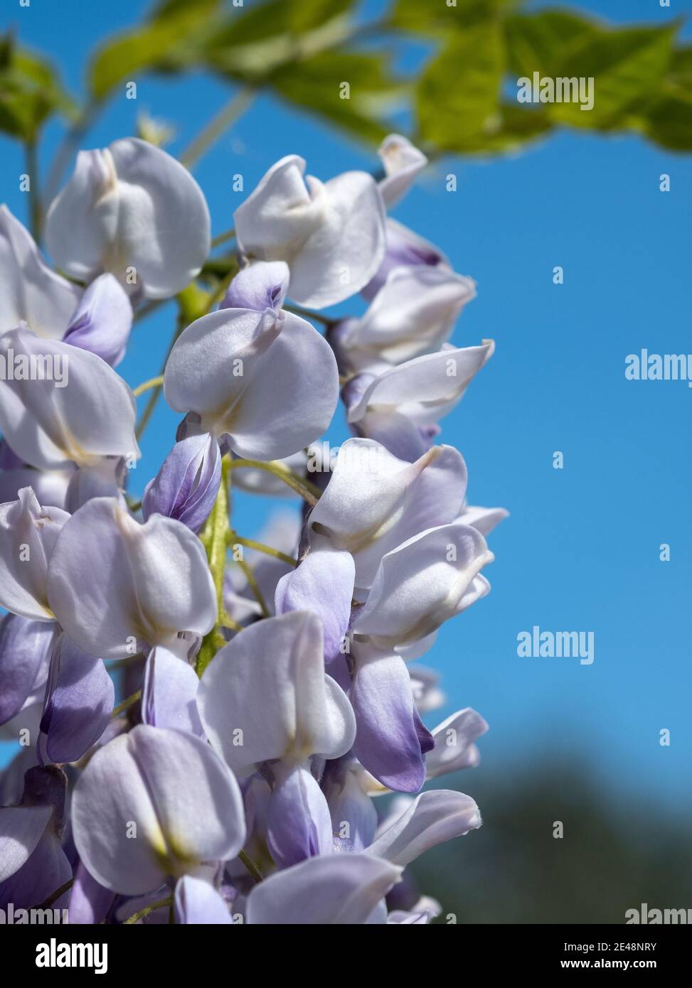 Lilac colored Wisteria flowers Stock Photo Alamy