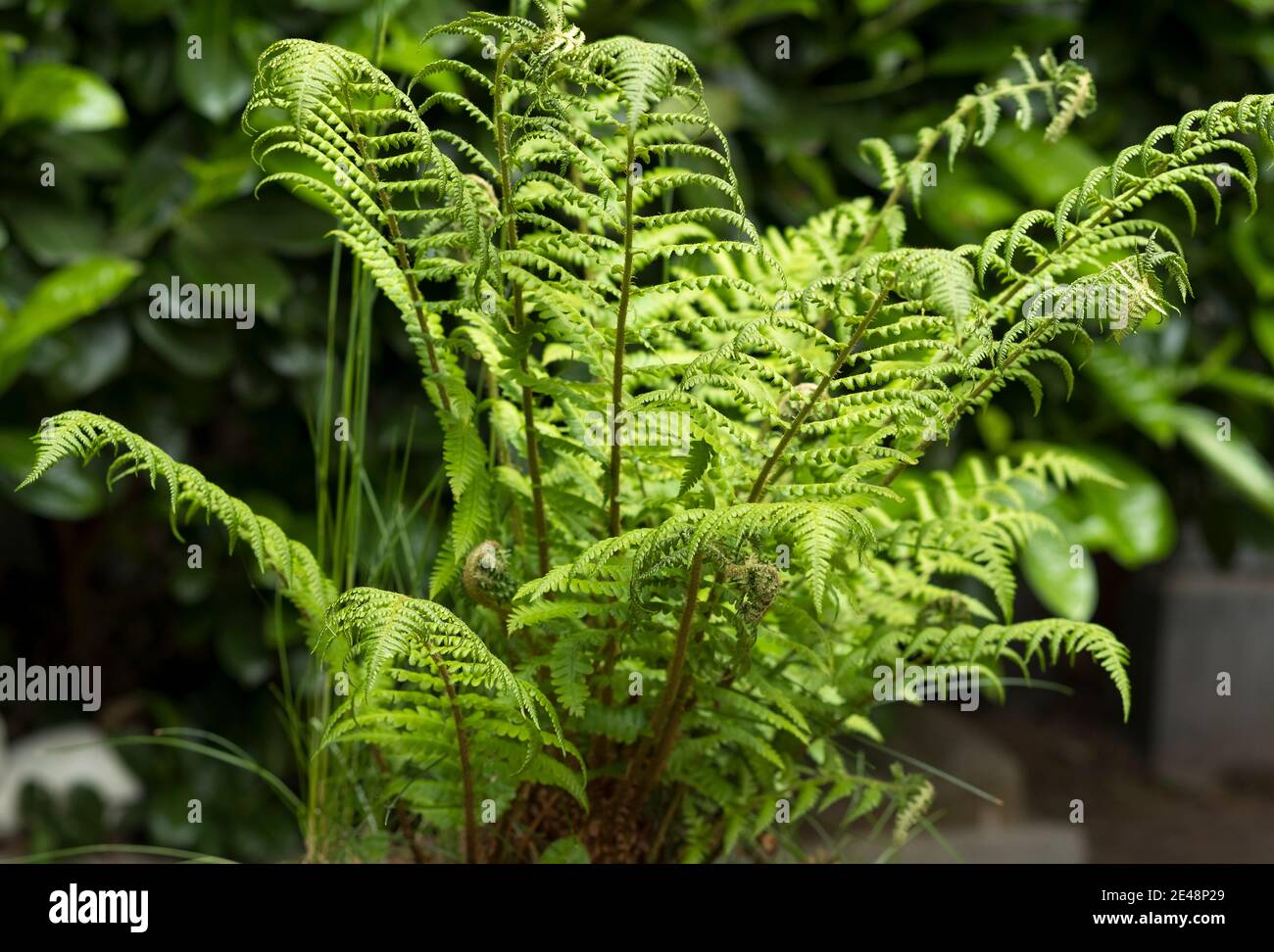 Fern in a plant pot Stock Photo Alamy