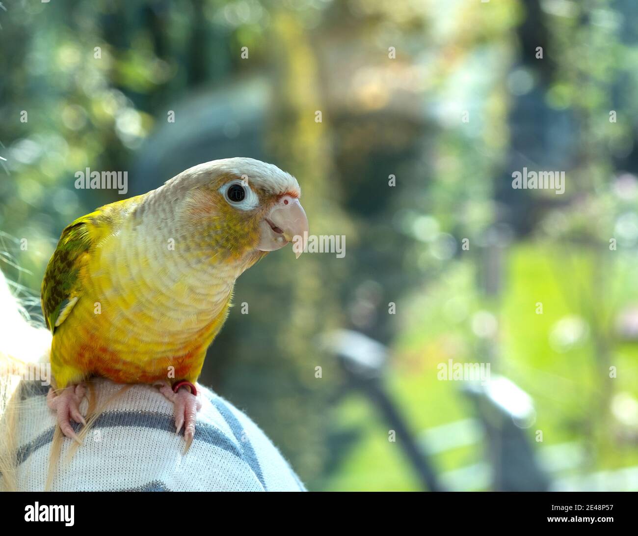 Parrot on shoulder deals