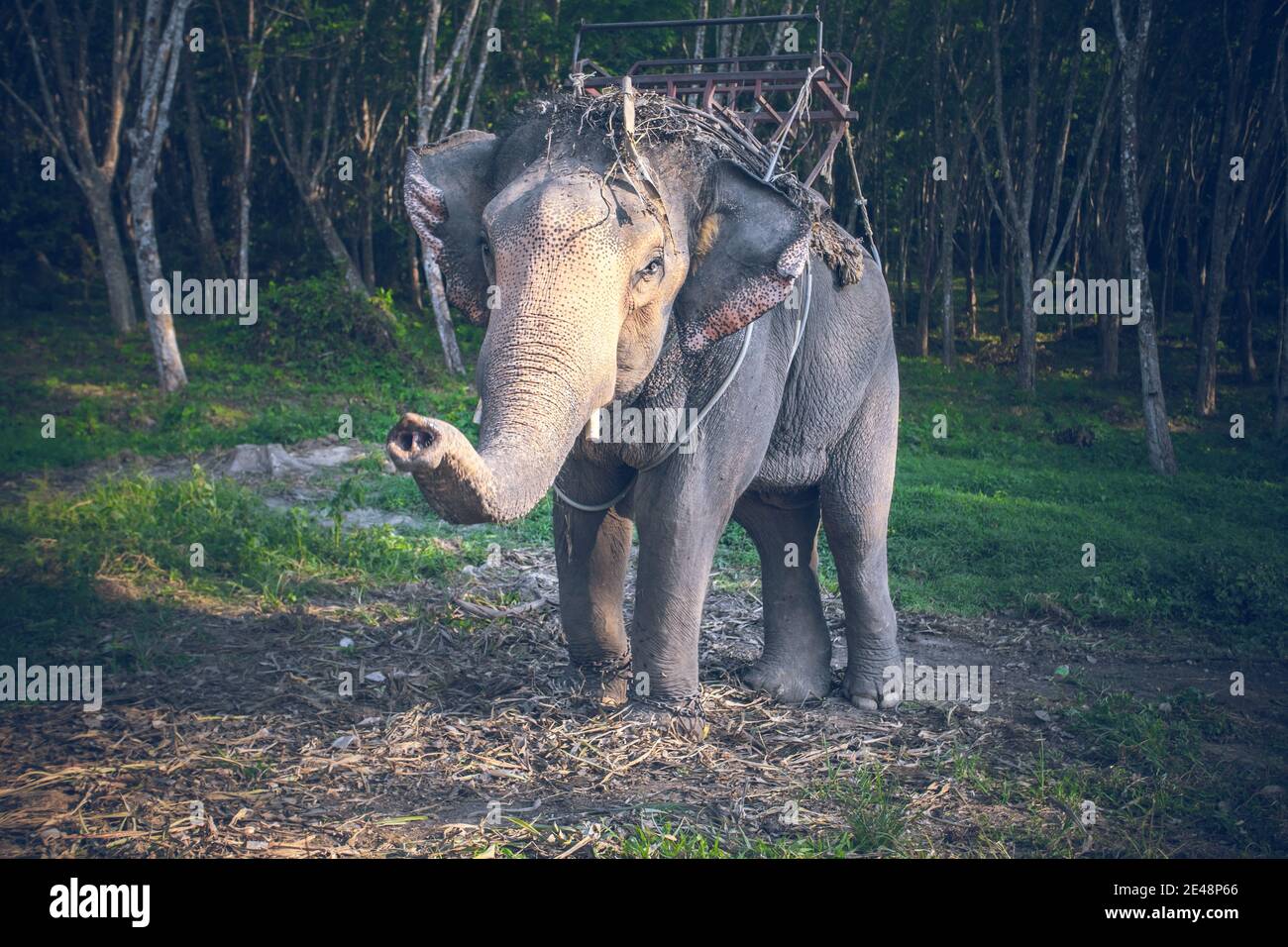 Thailand, riding elephant looks camera at background of jungle and green grass ground. Exotic animal in wild nature of Asia. Epic landscape of tropical forest of Asian sanctuary in soft cinematic tone Stock Photo