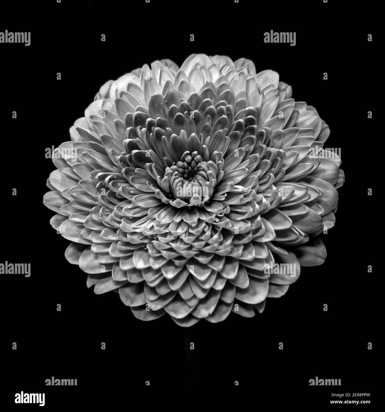 Vertical shot of a white chrysanthemum isolated on a black background Stock Photo