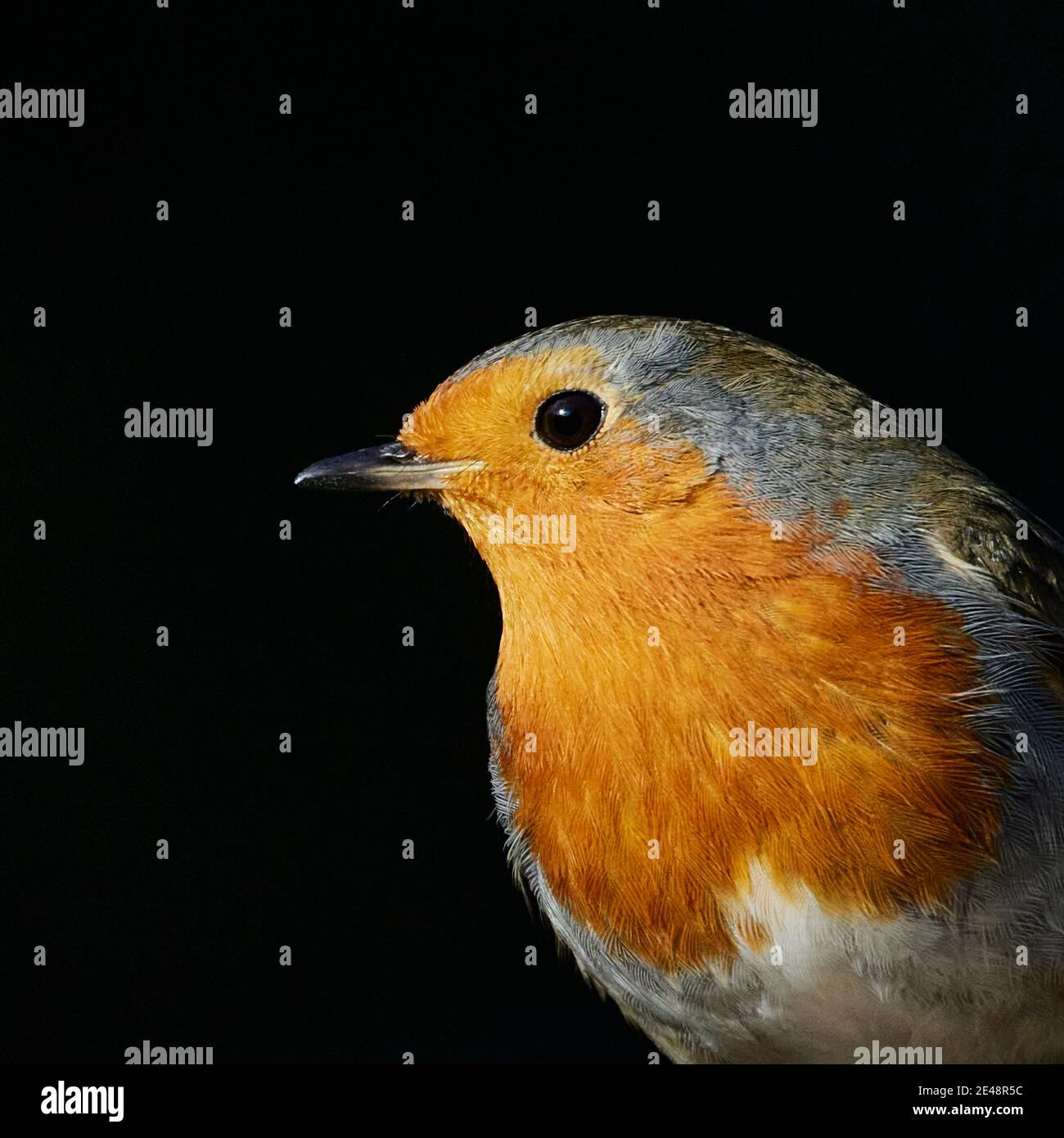 A close up side view of a Robin (Erithacus Rubecula) in the bottom right corner of the frame with a solid black background behind Stock Photo